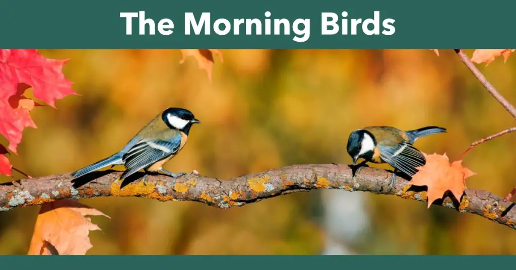 The Morning Birds